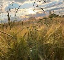 Baugrundstück in Gerolfing - 585.000,00&nbsp;EUR Kaltmiete, ca.&nbsp; 0,00&nbsp;m&sup2; in Ingolstadt (PLZ: 85049)