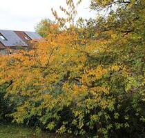 Gemütliches Studio zur Untermiete im Februar - Göttingen Roringen