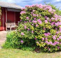 Schöner Naturgarten mit Holzlaube in Hannover VahrenwaldList