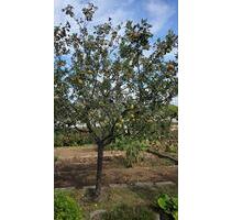 Kleingarten in Dresden Cosebaude - Sebnitz