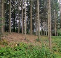 Waldfläche - 53.520,00 EUR Kaltmiete, in Kumhausen (PLZ: 84036)
