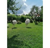 „Drachenhof Sagar – 8.600 m² Natur, Bauland, Wohnhaus + 200 Jahre - Krauschwitz i. d. O.L.