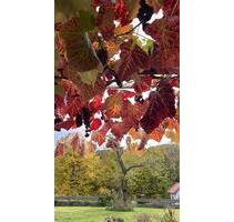 Apartment Wohnung, Ferien Wohnung Untermiete Alleinlage - Peißenberg