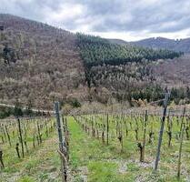 Weinberg mit Rebstöcken o. ä. in Zell (Mosel)