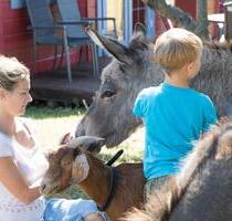FeWo an der Ostsee mit Tieren, Urlaub am Strand, 699€ je Woche - Lubmin