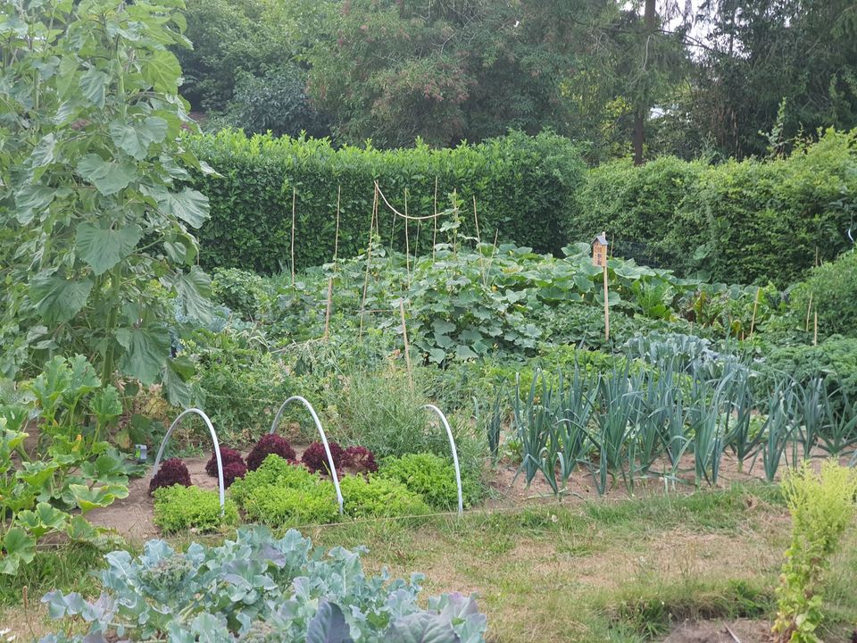 Garten - Nutzgarten Obst Gemüse Kräuter - kein Schrebergarten - Bergisch Gladbach Frankenforst