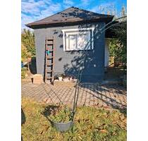 Kleingarten - 20,00&nbsp;EUR Kaltmiete, ca.&nbsp; 0,00&nbsp;m&sup2; in Chemnitz (PLZ: 09130) Hilbersdorf