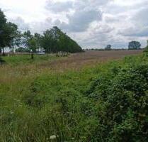 Verpachtung 650 m² Garten, Acker, Weide, Kartoffeln,… - Oderberg