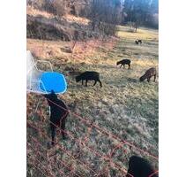 Wohnung auf einem wunderschönen Aussiedlerhof - Abtsgmünd