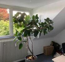 Wohnung 3ZKDBWC ca. 75qm - 870,00 EUR Kaltmiete, ca.  75,00 m² in Aachen (PLZ: 52074) Aachen-Mitte