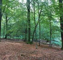 Wald bei KrombachAschaffenburg Lichte Platte - Neuberg