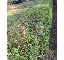 Schrebergarten Krefeld - 4.500,00 EUR Kaltmiete, ca.  0,00 m² in Krefeld (PLZ: 47809) Gellep-Stratum
