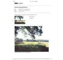 Zwischen Tiegling und Weißkollm liegende 3 Grundstücke mit zus.941 qm - Lohsa