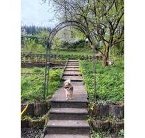 Schöner Kleingarten Schrebergarten 350qm - Wuppertal Barmen