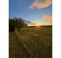 Ganzjahres- oder Sommerweide für Pferde in Groß Ippener – 1ha - Harpstedt