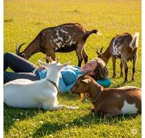 StallWiese für Outdoorpraxis - 500,00 EUR Kaltmiete, ca.  0,00 m² in Wachtberg (PLZ: 53343)