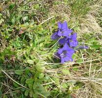 1,5 Zimmer Wohnung, komplett möbliert und ausgestattet - Villingen-Schwenningen Kopsbühl