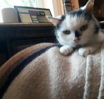 Zimmer mit Katze - 50,00 EUR Kaltmiete, in Regensburg (PLZ: 93049) Das Dörnberg