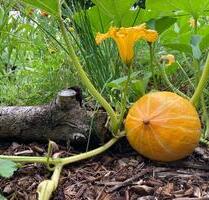 Kleingarten Pachtgarten, 485 qm mit massiver Laube an Spree - Cottbus Brunschwig