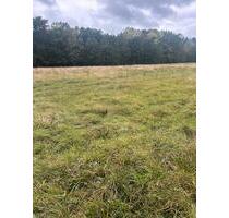 Grünland Wiese zu verpachten - Dolgenbrodt - Blossin - Heidesee