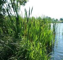 Datsche mit Gartennutzung - 150,00 EUR Kaltmiete, ca.  0,00 m² in Petershagen/Eggersdorf (PLZ: 15345)
