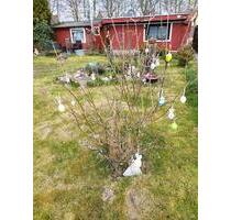 Gartenlaube im klein Garten Verein - Nordenham