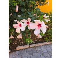 7 Familienhaus Ideal für Kapitalanleger - Neuwied Block