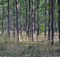 20 Hektar Laubwald mit Eichenbestand - Straubing