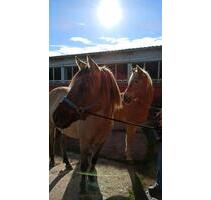 Ferienwohnung auf kleinem Bauernhof - Dippoldiswalde