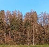 Mischwald Waldgrundstück mit kleiner Wiese - Holzkirchen