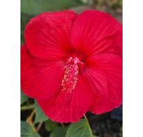 Kleingarten abzugeben - 2.800,00 EUR Kaltmiete, ca.  0,00 m² in Leipzig (PLZ: 04178) Altwest