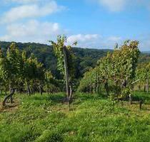 7 Ar Riesling Steillagen zu verpachten - Walheim