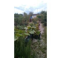 Schrebergarten KGV 