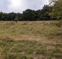 Wiesen zu Verpachten - 600,00 EUR Kaltmiete, ca.  0,00 m² in Altena (PLZ: 58762)