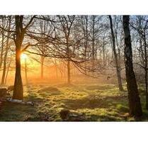 Ferienwohnung in Bescheid- Wald Hunsrück (Wochenendgebiet) - Ayl