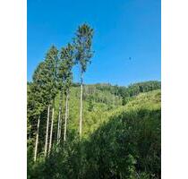 Waldgrundstück zu verpachten - 20,00 EUR Kaltmiete, ca.  0,00 m² in Bergneustadt (PLZ: 51702)