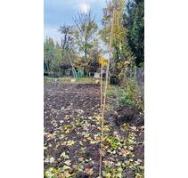 Kleingarten in Broderstorf an neuen Pächter abzugeben