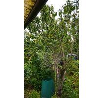 Garten in Kleinanlage zu verpachten - Brandenburg an der Havel Bahnhofsvorstadt