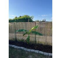 Campingplatz am Karpfenzug in Altrip - Neuhofen