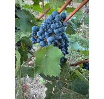 Weinberge Großkarlbach - 250,00 EUR Kaltmiete, ca.  0,00 m² in Gerolsheim (PLZ: 67229)