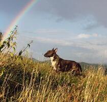 Haus in Alleinlage ( Tierschutzprojekt ) mit großem Grundstück - Mayen