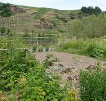Garten wenige Meter von der Mosel entfernt im alten Wein- und Ferienort Bremm - Bruttig-Fankel