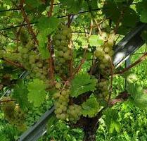 Kleiner Weinberg zur Pacht in Beutelsbach - Weinstadt