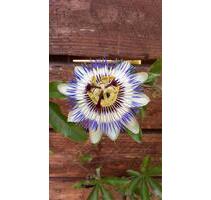 Kleingarten in Haldensleben - 2.000,00 EUR Kaltmiete, ca.  0,00 m² in Haldensleben (PLZ: 39340)