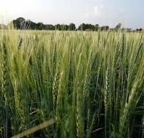 Ackerfläche Felder Acker 1,28ha - Wallersdorf