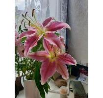 Private Vermietung Monteure - 550,00 EUR Kaltmiete, in Barsinghausen (PLZ: 30890)