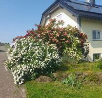 WG Zimmer Gasthaus mit Schwimmbad in Birstein Obersotzbach