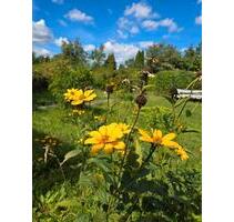 Garten abzugeben - 2.500,00 EUR Kaltmiete, ca.  0,00 m² in Wittenberg Lutherstadt (PLZ: 06886)