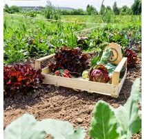Parzelle mit vorbepflanzten Bio-Gemüsegarten in Bremen-Borgfeld - Rastede