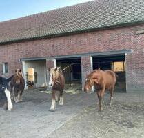 Pferdebetrieb - 1.000,00 EUR Kaltmiete, in Thedinghausen (PLZ: 27321)